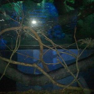 Jun. 2012-Banded palm civet exhibit