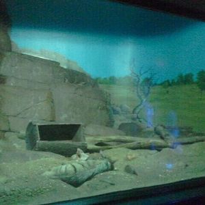 Jun. 2012-Aardwolf exhibit