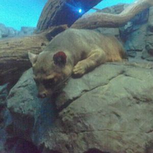 Jun. 2012-Fossa