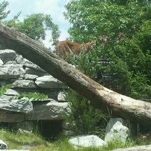 Jun. 2012-Tecumseh, the Cougar