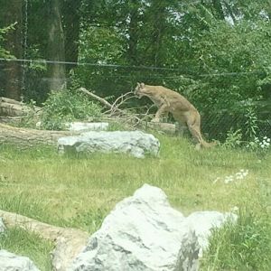 Jun. 2012-Chief Joseph, the Cougar