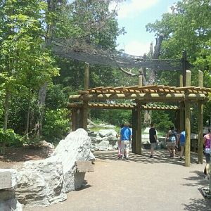 Jun. 2012-Cougar exhibit viewing