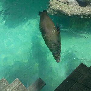 Jun. 2012-Duke, the California Sea Lion