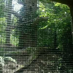 Jun. 2012-Red-tailed Hawk aviary