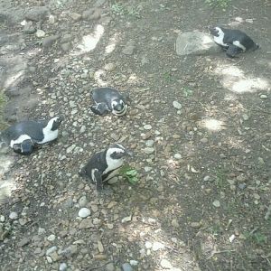 Jun. 2012-African penguins