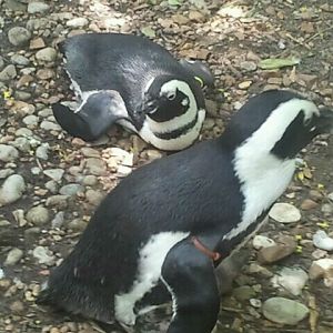 Jun. 2012-African penguins