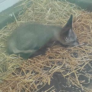 Jun. 2012-Baby Bat-eared Fox