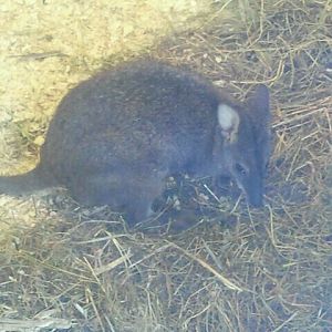 Jun. 2012-Adams, the Parma Wallaby