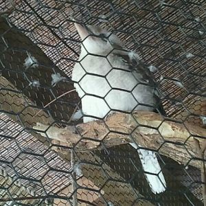 Jun. 2012-Laughing Kookaburra