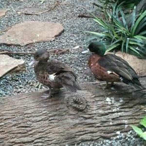 Jun. 2012-Chestnut Teals