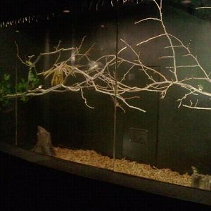 Jun. 2012-Bourke's Parakeet/Gouldian Finch/Scarlet-chested Parrot exhibit