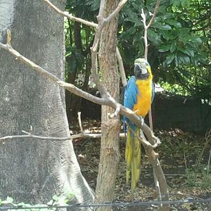 Jun. 2012-Blue-and-Gold Macaw