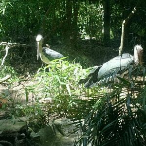 Jun. 2012-Lesser Adjutant Storks