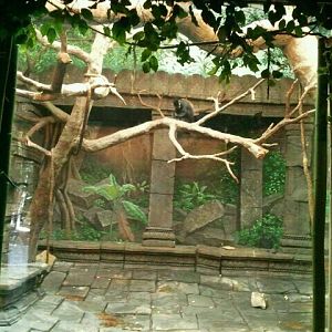 Jun. 2012-Francois Langur/Lion-tailed Macaque Rotation exhibit