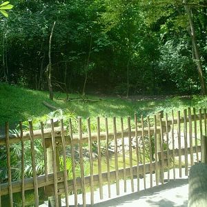 Jun. 2012-Saddle-billed Stork/Pink-backed Pelican yard