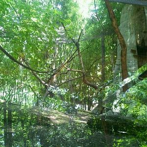Jun. 2012-Black-and-White Ruffed Lemur exhibit