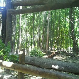 Jun. 2012-Congo Peafowl aviary viewing