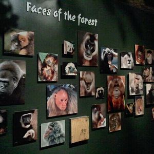 Jun. 2012-Faces of the Forest