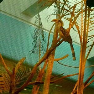 Jun. 2012-Eastern Yellow-billed Hornbill