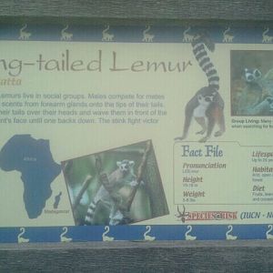 Jun. 2012-Lemur sign