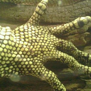 Jun. 2012-Quince Monitor claw