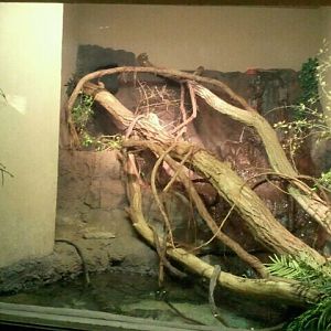 Jun. 2012-Crocodile Monitor exhibit