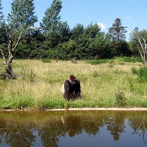 Givskud Zoo - Gorilla enclosure