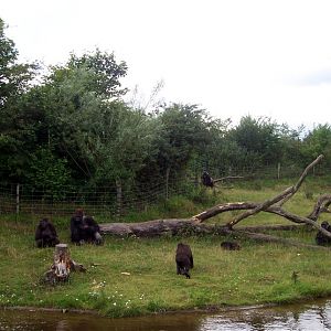Givskud Zoo - Gorilla enclosure