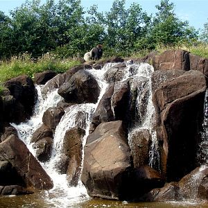 Givskud Zoo - Gorilla enclosure