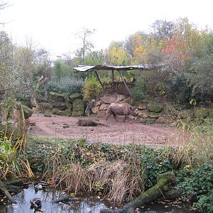 Rhino exhibit