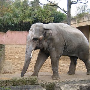 Elephant Bull Nicolai