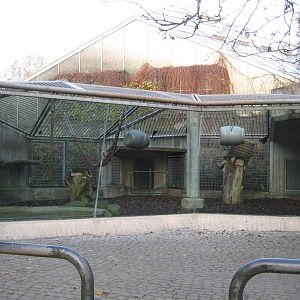 Orang Utan Outdoor Exhibit