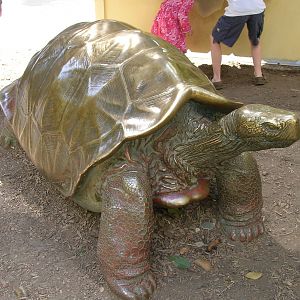 Galapagos Tortoise Bronze