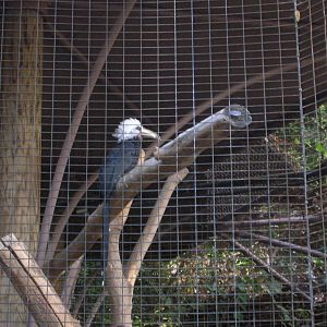Long-tailed Hornbill