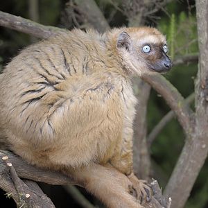 Blue-eyed black lemur