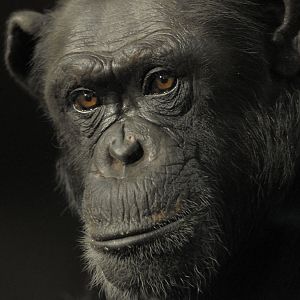 Chimpanzee portrait (1)