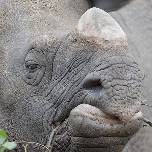 Great Indian rhino eating browse (2)