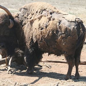 American Bison