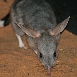 Bilby
