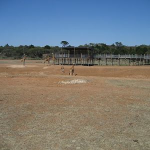 Giraffes and viewing/feeding platform