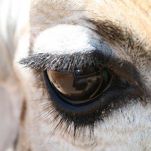 Giraffe eye