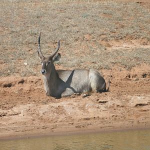 Waterbuck