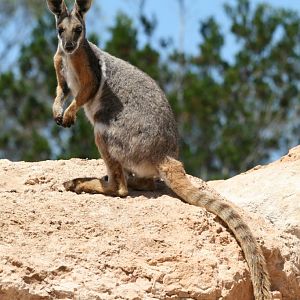 Yellow-footed Rock Wallaby