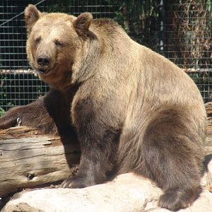 Brown Bear