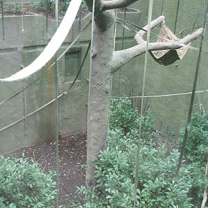 Realm of the Red Ape