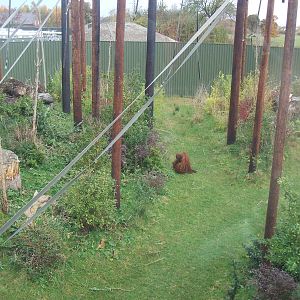 Realm of the Red Ape Outdoor Area