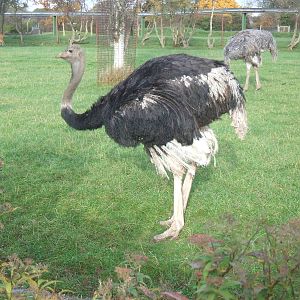 Ostrich