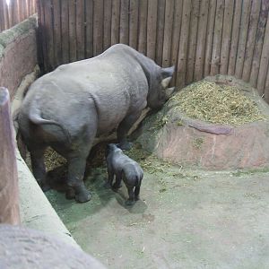 Rhino calf and mother