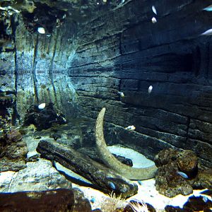 Randers Tropical Zoo - Aquarium