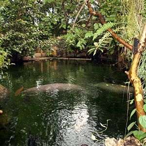 Randers Tropical Zoo - Manatees